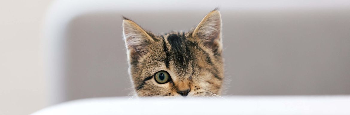 Cat with one eye