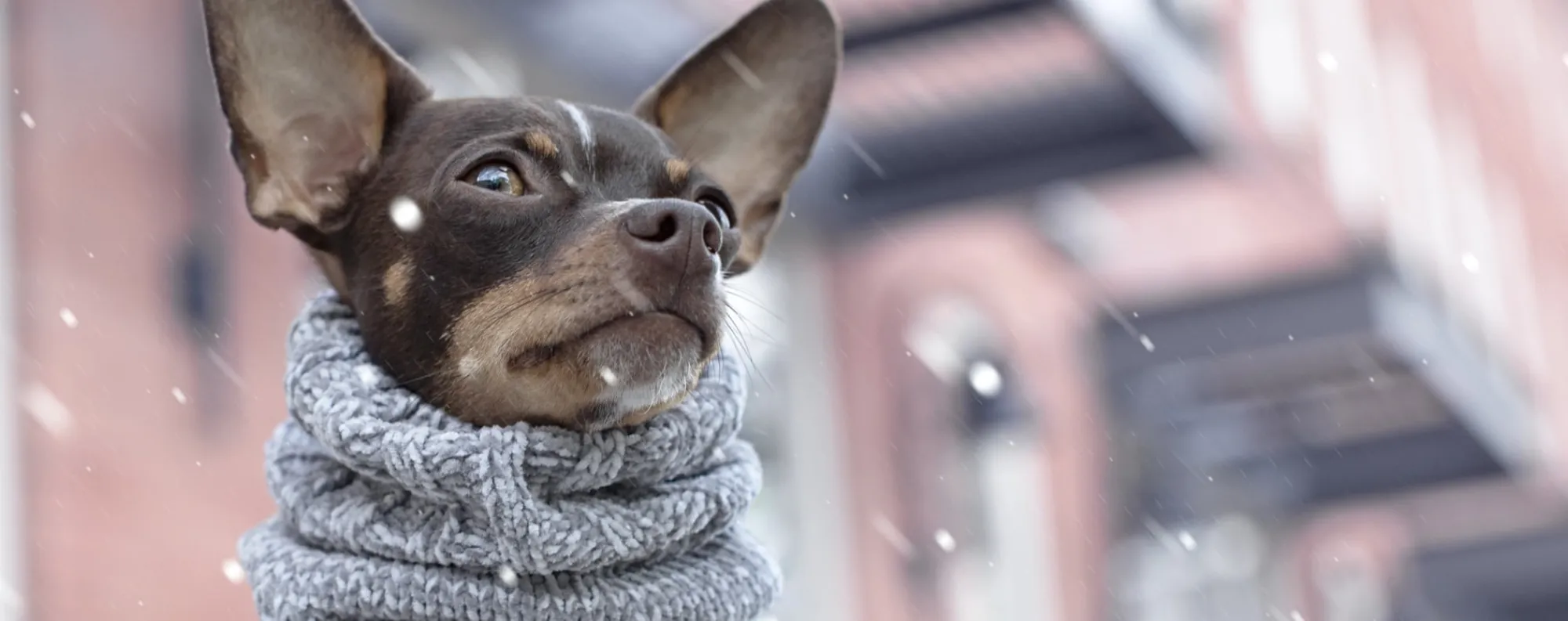 A small dog wearing Canada Pooch products to protect from the cold.