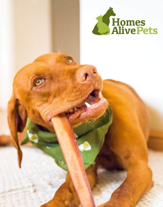 Homes Alive Pets.